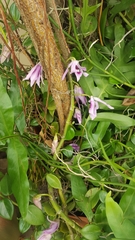 Dendrobium anosmum
