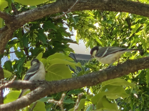 Asian Tit