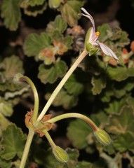 Pelargonium echinatum