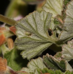 Pelargonium echinatum