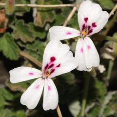 Pelargonium echinatum