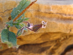 Trichodesma africanum