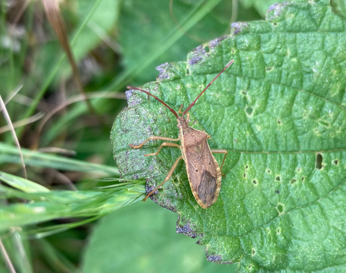 Homoeocerus unipunctatus