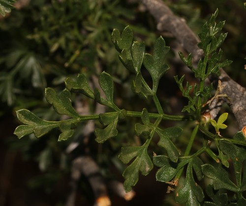 Image of Anginon verticillatum by (c) Brian du Preez, some rights reserved (CC BY-SA)