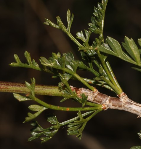 Image of Anginon verticillatum by (c) Brian du Preez, some rights reserved (CC BY-SA)