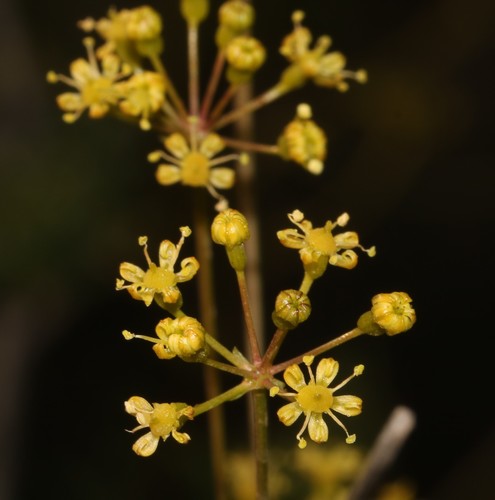 Namaqua Vinkel (Anginon verticillatum)