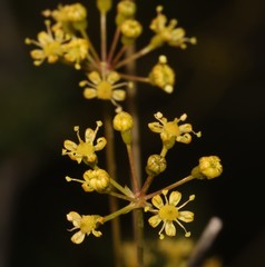 Anginon verticillatum