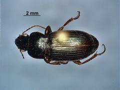 Harpalus affinis