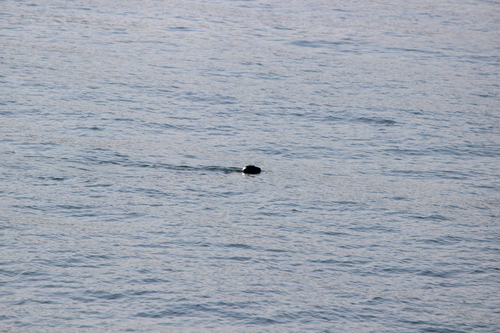 photo of Harbor Seal (Phoca vitulina)