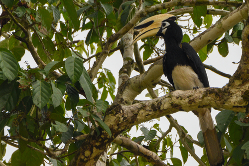 Oriental Pied Hornbill