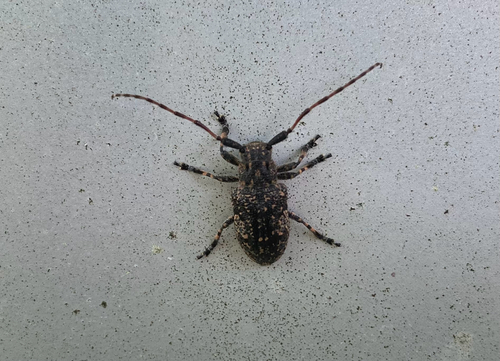 Mesosa myops