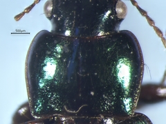 Harpalus affinis