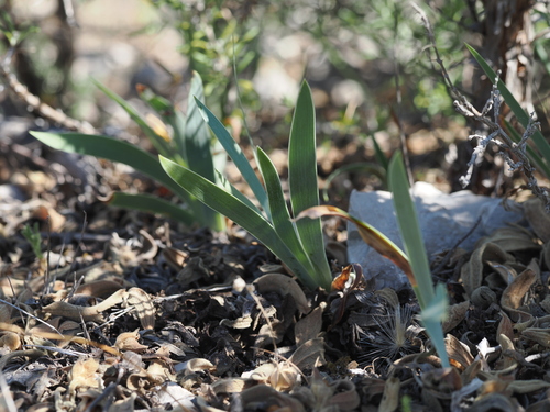Iris lutescens