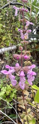 Stachys bullata, photograph 3