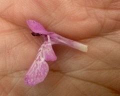 Stachys bullata, photograph author not stated, no rights reserved