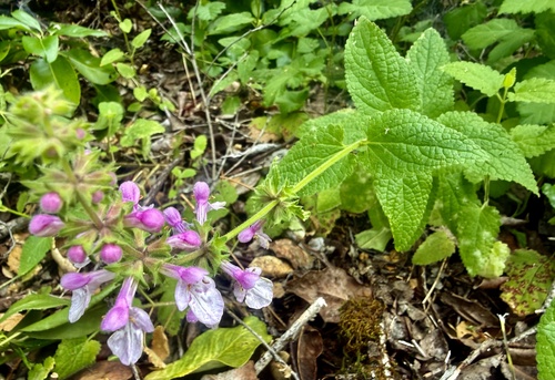 Stachys bullata, photograph 5