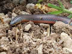 Adelphicos nigrilatum