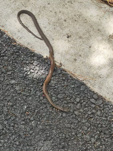 Sibynophis grahami