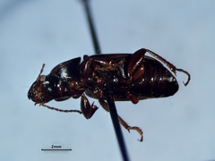 Harpalus affinis