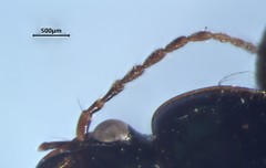 Harpalus affinis