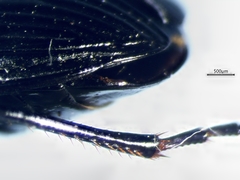 Harpalus affinis