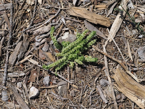 Valantia muralis, photograph 6