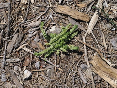Valantia muralis, photograph (c) Augustin Soulard, some rights reserved (CC BY)