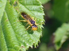 Pamphilius marginatus
