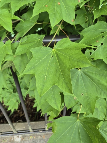 Painted Maple