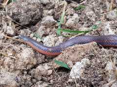 Adelphicos nigrilatum