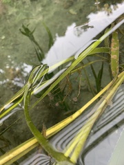 Ectopleura
