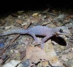 Oedura tryoni