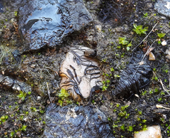 Nostoc flagelliforme