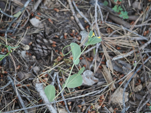 Coronilla scorpioides, photograph 4
