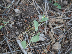 Coronilla scorpioides, photograph (c) Augustin Soulard, some rights reserved (CC BY)