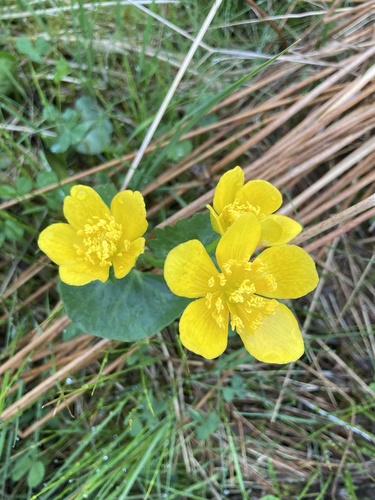 marsh marigold