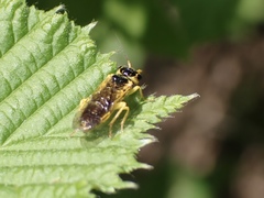 Pamphilius marginatus