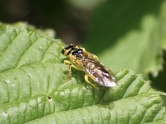 Pamphilius marginatus
