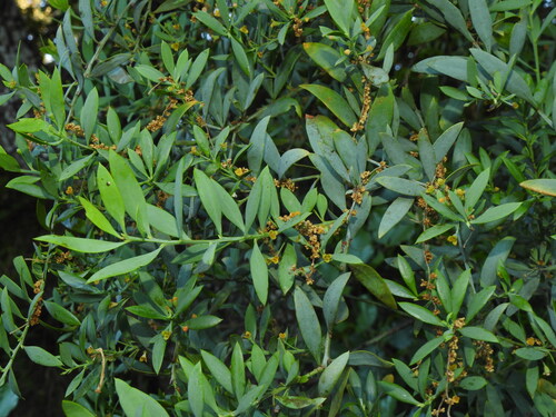 Osyris lanceolata, photograph 5