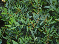 Osyris lanceolata, photograph (c) Duarte Frade, some rights reserved (CC BY)
