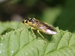 Pamphilius marginatus