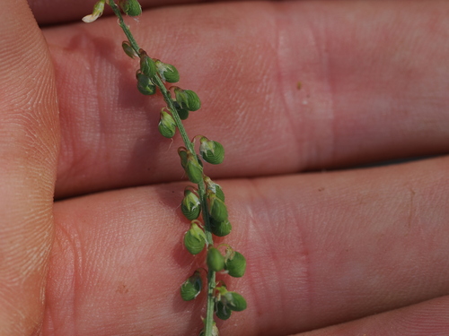 Mediterranean sweetclover (Melilotus sulcatus)
