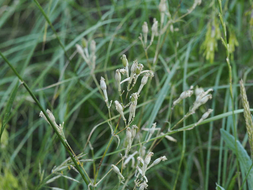 Silene italica; photograph (c) Augustin Soulard, some rights reserved (CC BY)