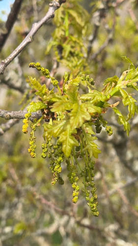 English oak