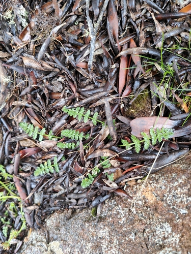 Chaerophyllum eriopodum, 2026-05-24