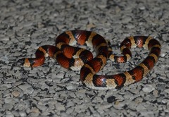 Lampropeltis annulata