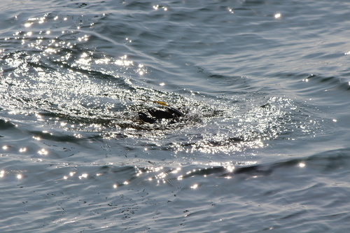 photo of California Sea Lion (Zalophus californianus)