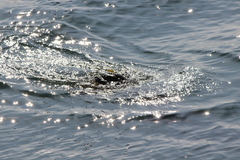 Zalophus californianus