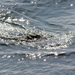 photo of California Sea Lion (Zalophus californianus)