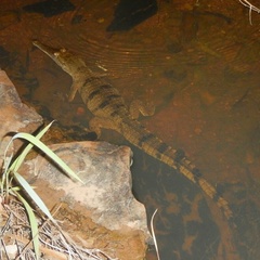 Crocodylus johnstoni